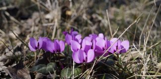 Kış ortasında neden bahar havası yaşıyoruz?