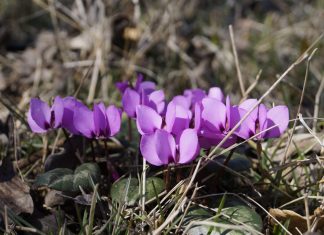 Kış ortasında neden bahar havası yaşıyoruz?