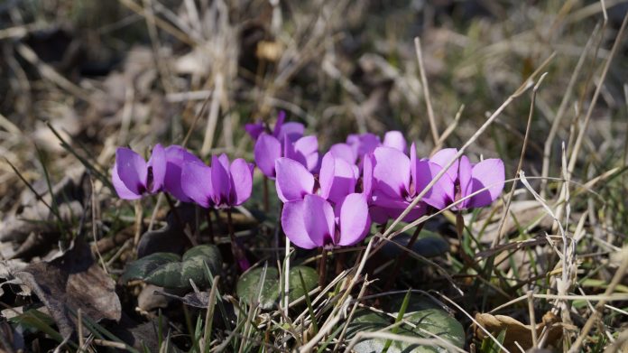 Kış ortasında neden bahar havası yaşıyoruz?