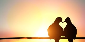 Yüzyılın kaybedeni; aşk mı, insanlık mı?