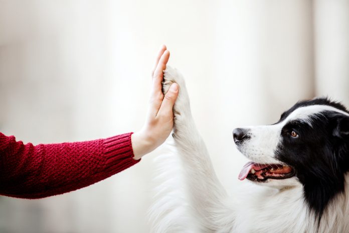 Dog,Paw,And,Human,Hand,Are,Doing,Handshake