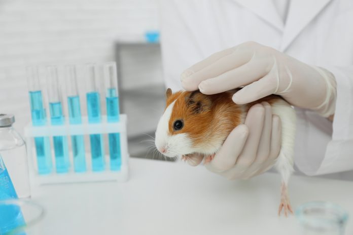 Scientist,With,Guinea,Pig,In,Chemical,Laboratory,,Closeup.,Animal,Testing