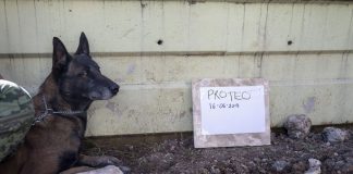 Yeni Proteolara ihtiyacımız var ama kolay yetişmiyorlar