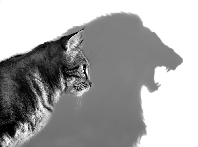 The,Lion,Within,-,Profile,Of,A,House,Cat,Casting