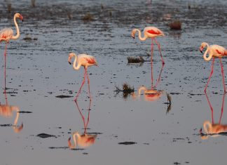 Gediz Deltası – Yaşayan en eski İzmirlilerin sucul mahallesi