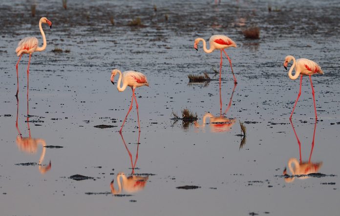 4082023-scaled Gediz Deltası – Yaşayan en eski İzmirlilerin sucul mahallesi