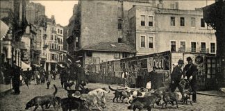 Osmanlı’da hayvan hakları: Benzersiz şefkatten zulme