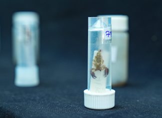 Biyo-kaçakçılık ve biyo-korsanlık nedir, ne değildir?