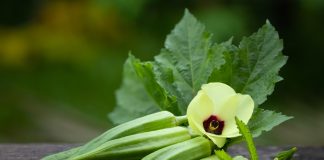 türk mutfağı bamya