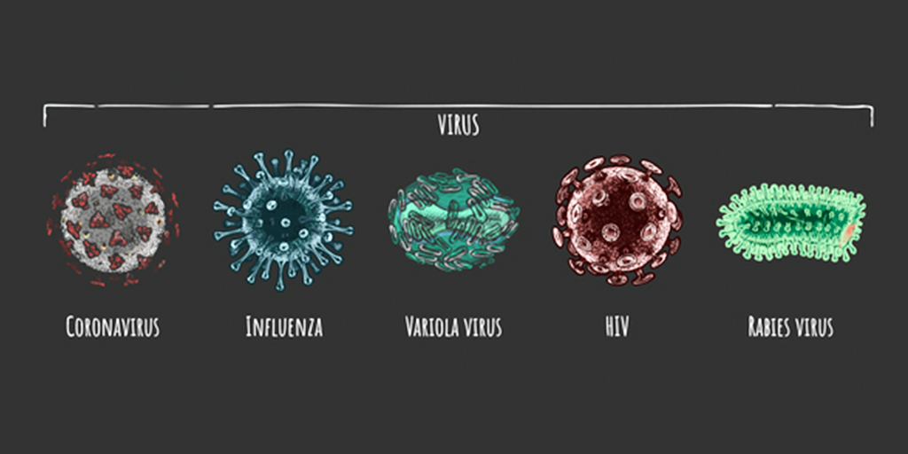 Koronavirüs ve kardeşleri