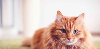 Kedi