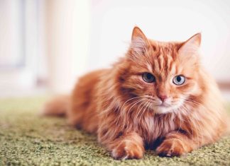 Kedi